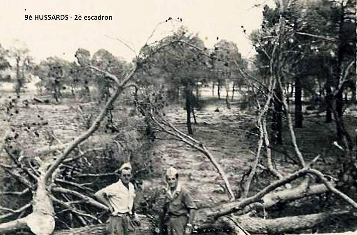 ARBRES 2.jpg